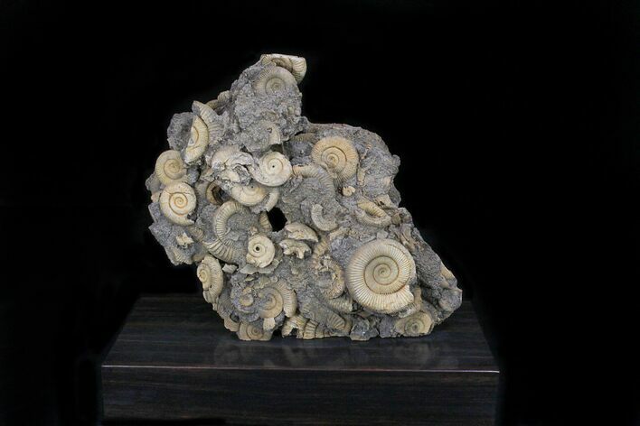 Dactylioceras Ammonite Cluster On Wood Base #21931